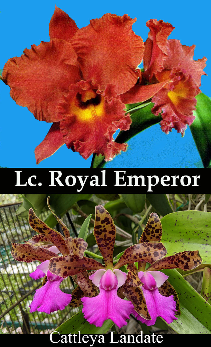 Lc. Princesita Luna Lc. Royal Emperor 'Wade' x C. Landate 'Hot
