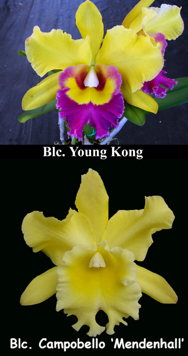 Blc. Young Kong 'Sun#16' x Blc. Campobello (2