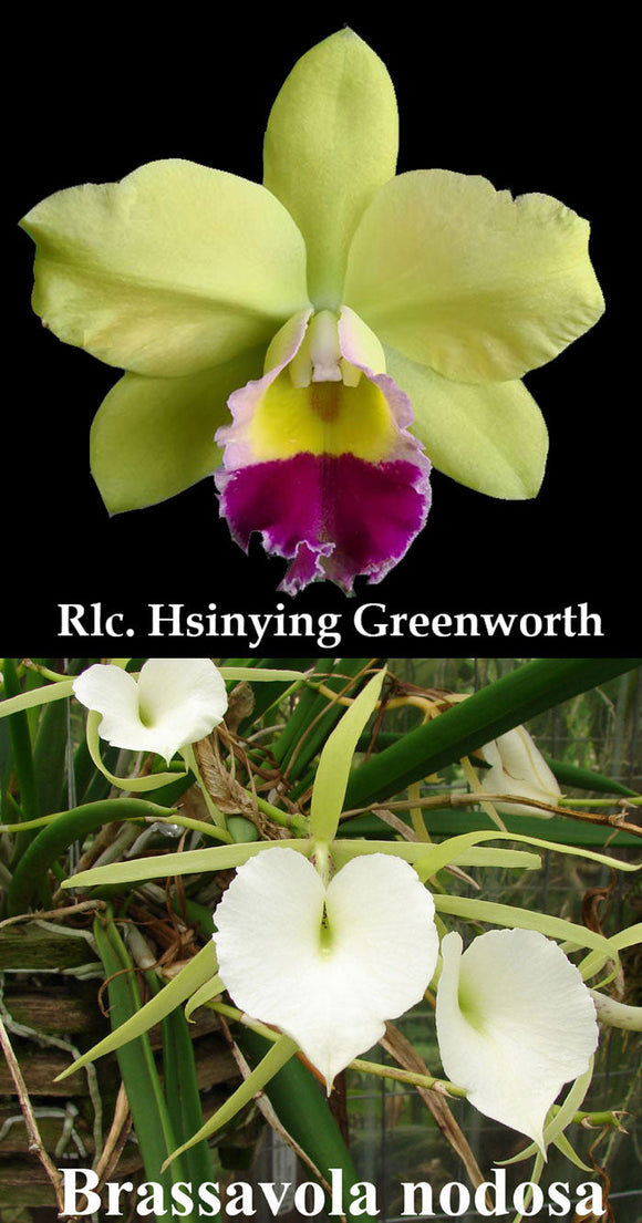 Rlc. Hsinying Greenworth 'NN' x  B. nodosa 'Diciembre' (4