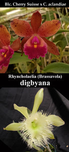 (Blc. Cherry Suisse x C. aclandiae) x B. digbyana (2"p)