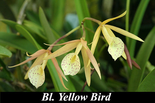 Bl. Yellow Bird  (2