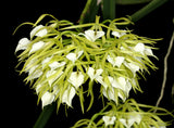 Brassavola sublifolia (cordata) (4"p)
