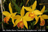 Blc. Haiku Dawn (4"p) <br>(Blc. Richard Mueller x Blc Goldenzelle)
