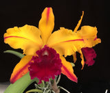 Blc. Toshie Aoki 'Exotic Orchids' (5"p)