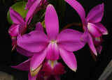 C. Graf's Venezolano <br> C. jenmanii 'La Palida' x C. violacea