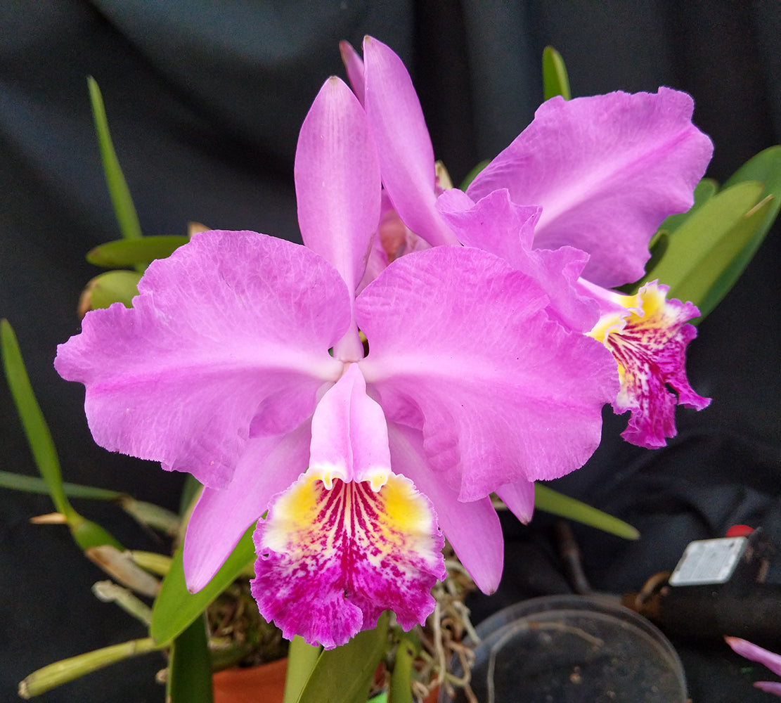 Cattleya lueddemanniana 'Flojote' x self (2