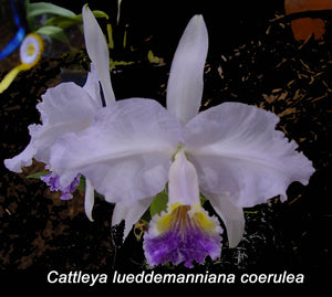 Cattleya lueddemanniana coerulea '99951' x '010599' (2"p)