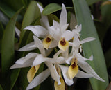 C. guatemalensis 'Graf's Bicolor' (6"p)