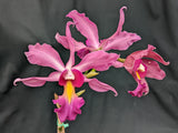 Recchara Los Roques (5"p) <br>(Blc. Yorktown x Sch. Veronica Romero)