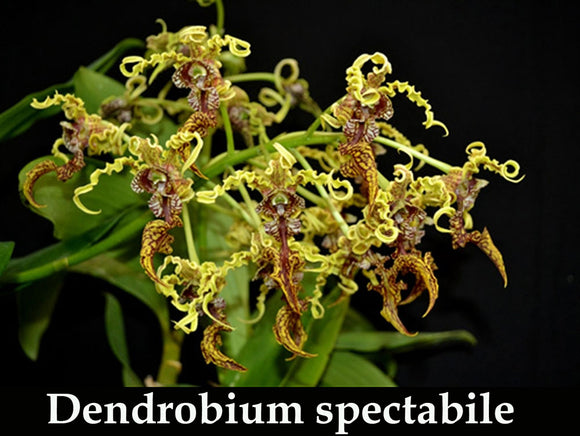 Dendrobium spectabile (4