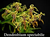 Dendrobium spectabile (4"p)