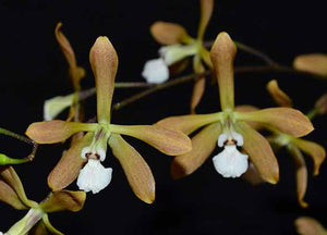Encyclia leucantha (2"p)