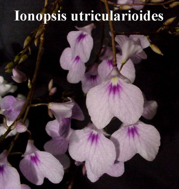 Ionopsis utricularioides (m)