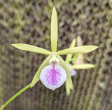 Bepi. Gordon Vickers <br> B. nodosa x Enc. tampensis (4"p)