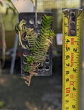 Schoenorchis scolopendria mounted
