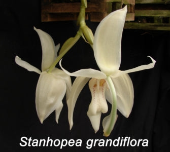 Stanhopea grandiflora (4