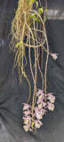 Dendrobium aphyllum (m)