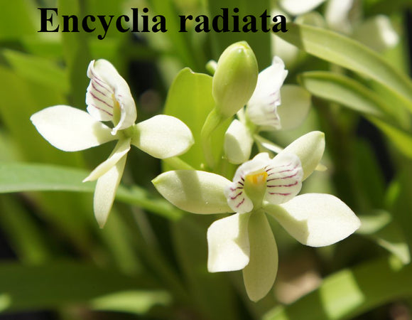 Encyclia (Prostechea) radiata (3