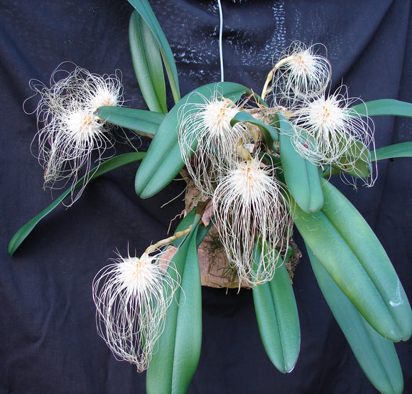 Bulbophyllums
