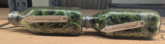 Orchid Flasks