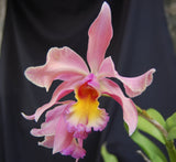 Recc. Graf's Sunlight (Mounted)<br>(Blc. Dancing Sunlight x Myrmecophyla brysiana)