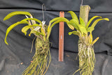 Recc. Graf's Sunlight (mounted)<br>(Blc. Dancing Sunlight x Myrmecophyla brysiana)