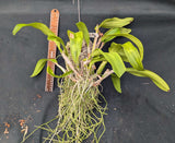 Recc. Graf's Sunlight (Mounted)<br>(Blc. Dancing Sunlight x Myrmecophyla brysiana)