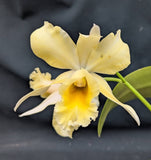 Recc. Graf's Sunlight (Mounted)<br>(Blc. Dancing Sunlight x Myrmecophyla brysiana)