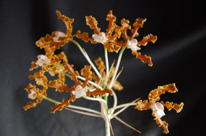 Schomburgkia marginata (8"basket)