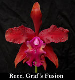 Recchara Graf's Fusion  (4"p)