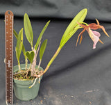 Brassolaelia Bessho (5"p)<br> (L. tenebrosa x B. nodosa)