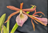 Brassolaelia Bessho (5"p)<br> (L. tenebrosa x B. nodosa)