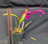 Catyclia Graf's Furor (5"p) <br> (Enc. Didgeridoo x Laelia tenebrosa)