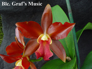 Blc. Graf's Music x B. nodosa (2")