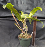 Blc Graf's Music (6"p) <br>(Blc Yorktown x La Bamba)