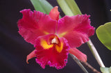 Rlc. Graf's Colores Vivos  (5"p)<br> (Blc. Taiwan Queen x Blc. Edisto 'Newberry')
