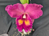 Rlc. Graf's Colores Vivos  (5"p)<br> (Blc. Taiwan Queen x Blc. Edisto 'Newberry')
