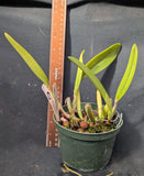 Cattleya lueddemanniana alba (5"p)