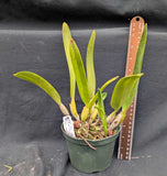 Laelia lobata 'Jenny' x 'alba' (5"p)