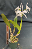 Laelia lobata 'Jenny' x 'alba' (5"p)