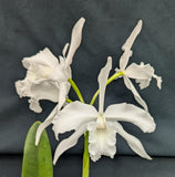 Laelia lobata 'Jenny' x 'alba' (5"p)