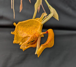 Coryhopea El Hatillo (4"b) <br>(Stanhopea peruviana x Coryanthes albertinae)