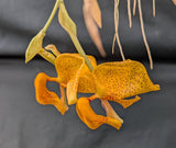 Coryhopea El Hatillo (4"b) <br>(Stanhopea peruviana x Coryanthes albertinae)