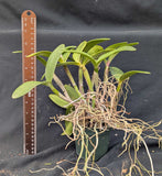 Cattleya intermedia coerulea (4"p)