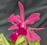 Potinara Graf's Historia (6"p) <br> (Pot. Orquiotto x Lc. Orglade's Royale)