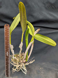 Potinara Graf's Historia (5"p) <br> (Pot. Orquiotto x Lc. Orglade's Royale)