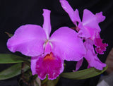 C. jenmanii 'Bosque' x 'Alvarez' (5"p)