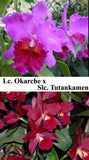 Slc. Hatillana (5"pot) <br> (Tutankamon 'Pop' x Lc. Okarcher 'Adisson')