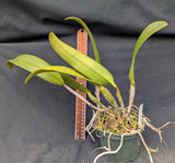 Slc. Hatillana (5"pot) <br> (Tutankamon 'Pop' x Lc. Okarcher 'Adisson')
