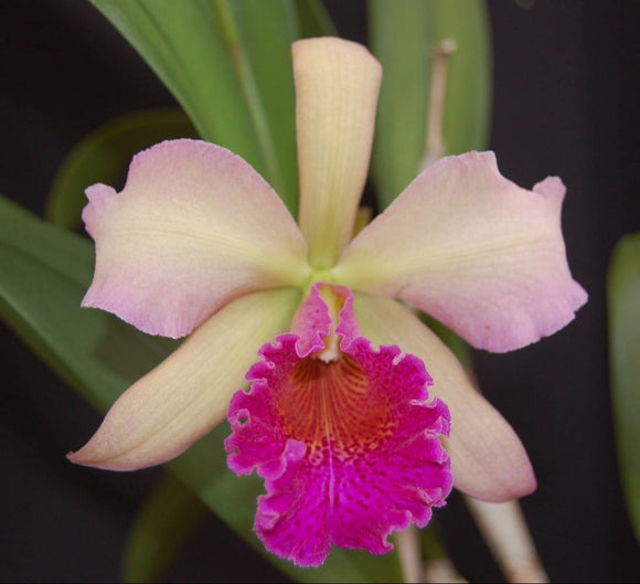 Bc. Playa Cayo de Agua (4